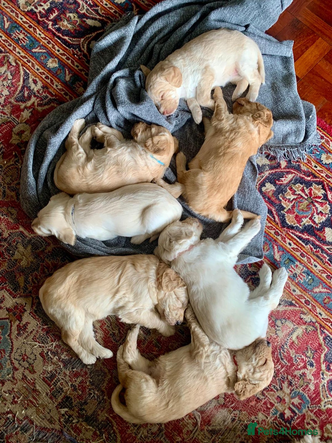 Labradoodle dogs for sale: Lily's Mini's - Multigen Mini Labradoodle Puppies - Image 34