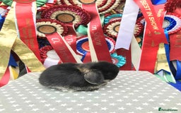 Mini Lop rabbits for sale: 2 gorgeous girls available Mum and daughter  - Image 2