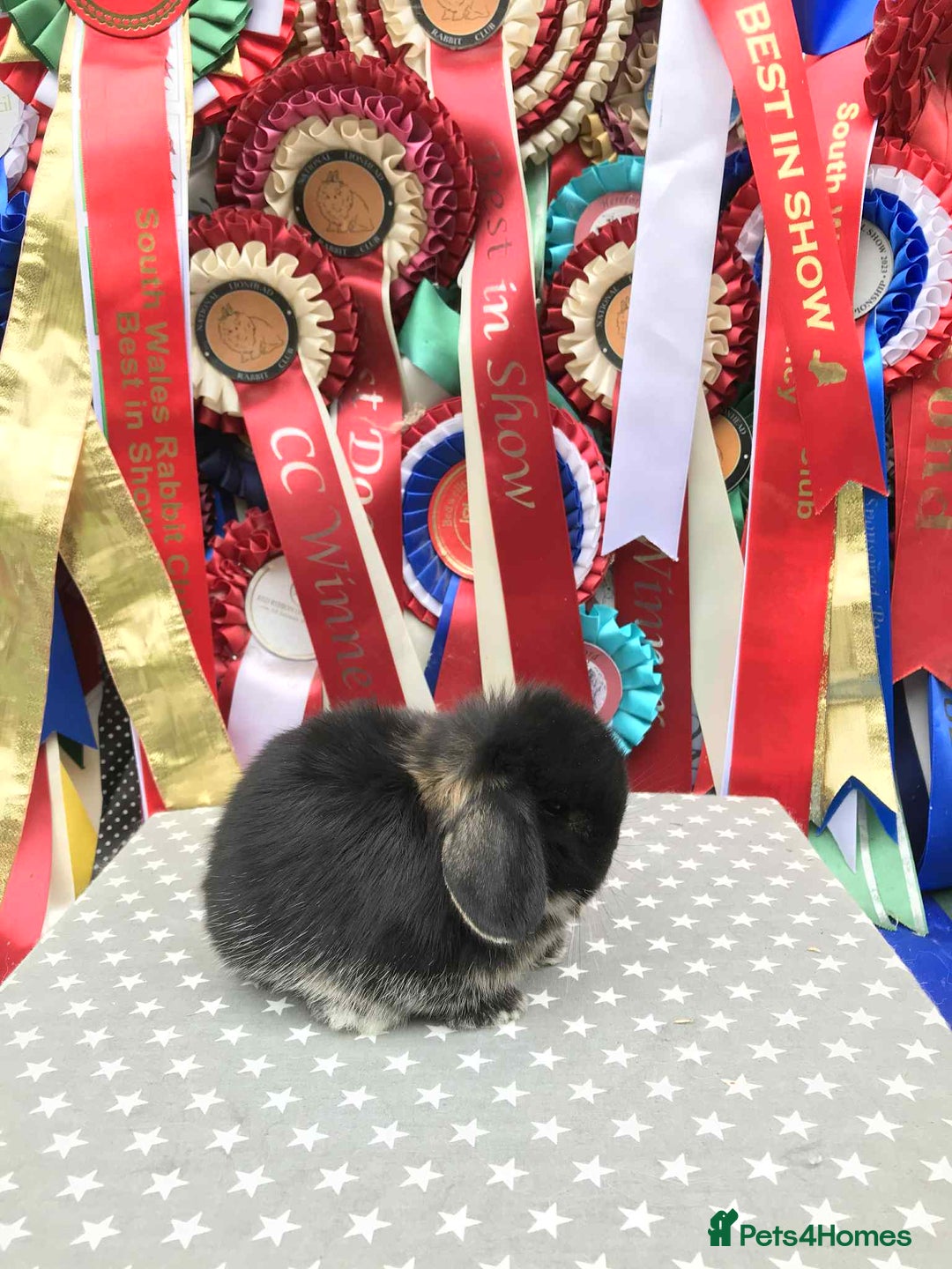 Mini Lop rabbits for sale: 2 gorgeous girls available Mum and daughter  - Image 2