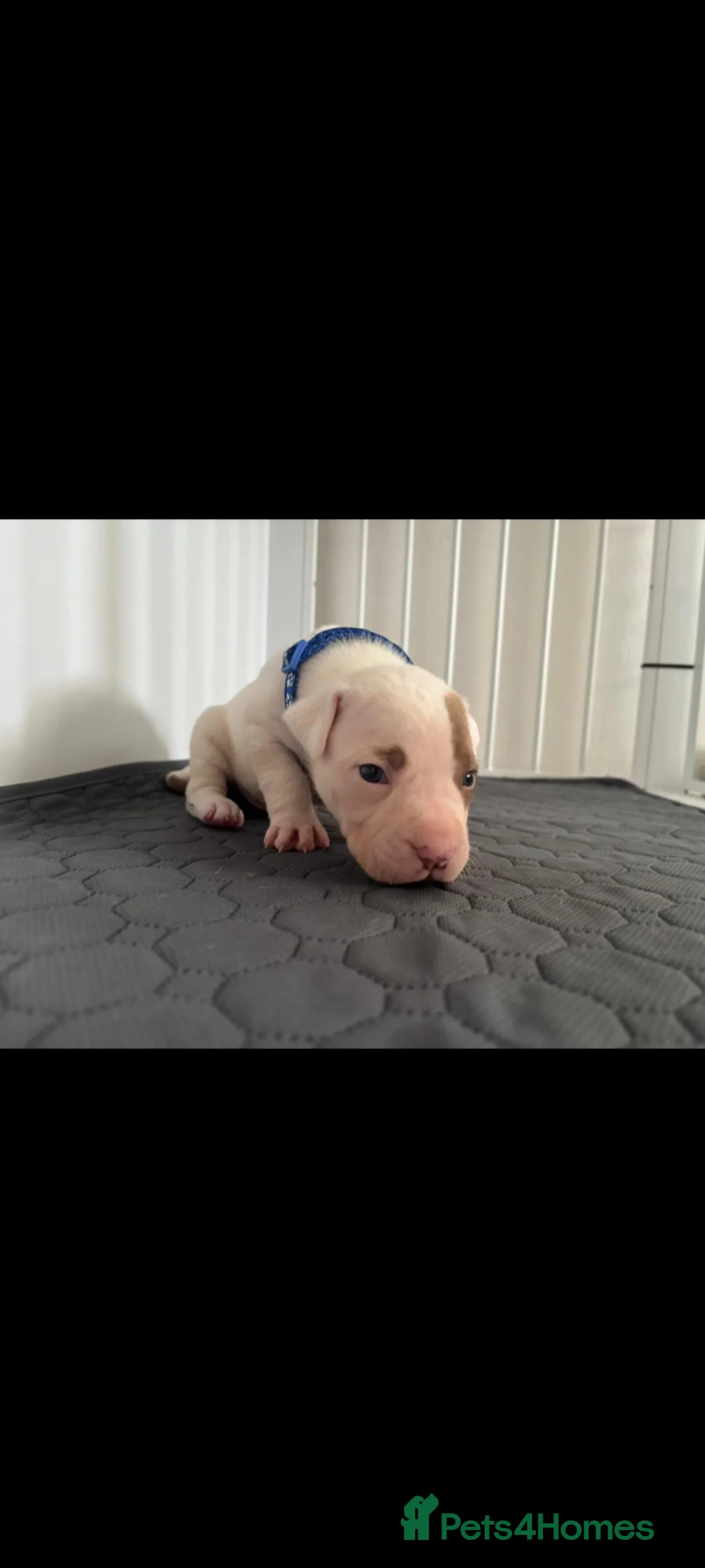 American Bulldog dogs for stud: Stunning American Bulldog for stud - Advert 14