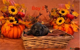 Miniature Schnauzer dogs for sale: 5th generation pedigree miniature schnauzer  - Image 4