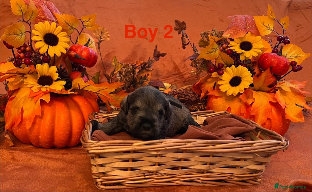 Miniature Schnauzer dogs for sale: 5th generation pedigree miniature schnauzer  - Image 4