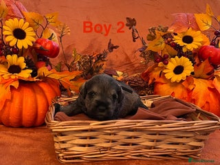 Miniature Schnauzer dogs 5th generation pedigree miniature schnauzer - Advert 2