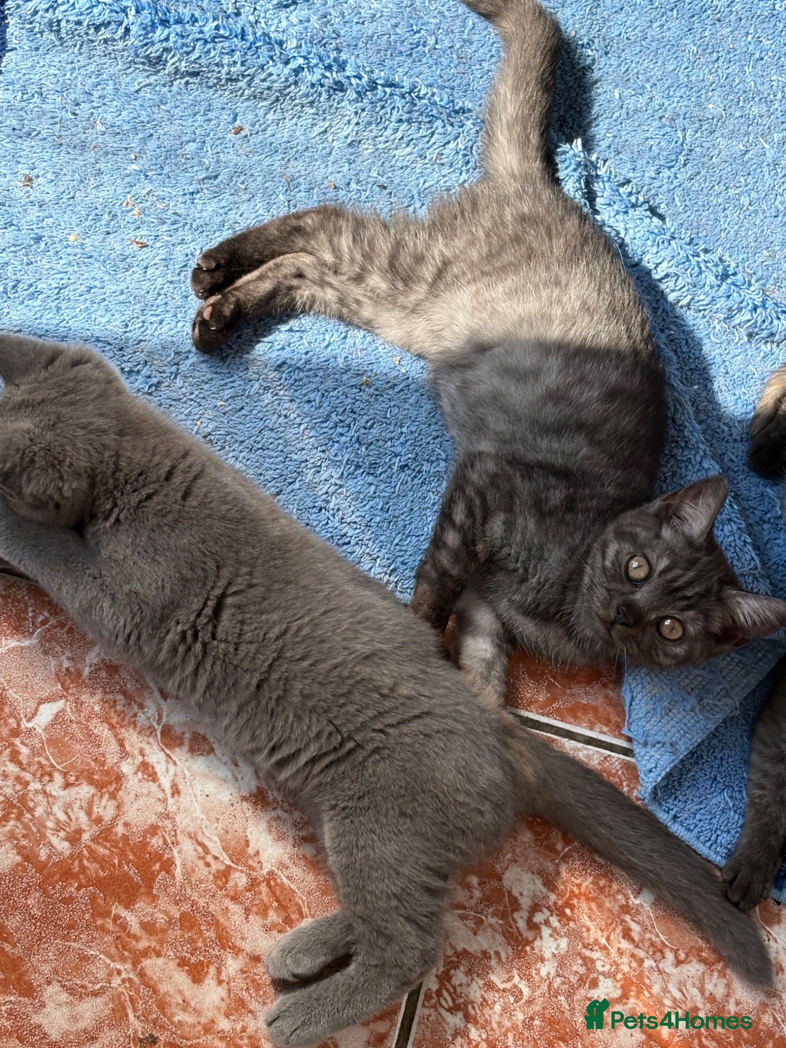 British Shorthair cats British shorthair kittens  - Advert 11