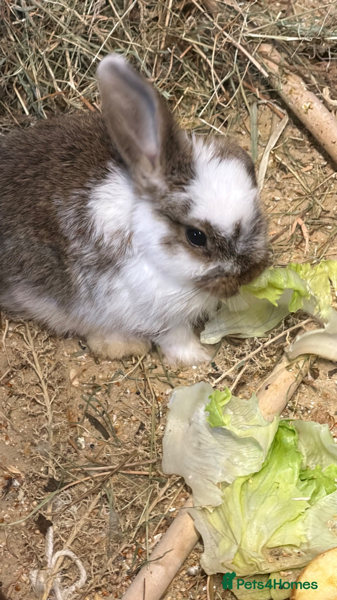 Mini Lop rabbits Lop rabbits - Advert 1
