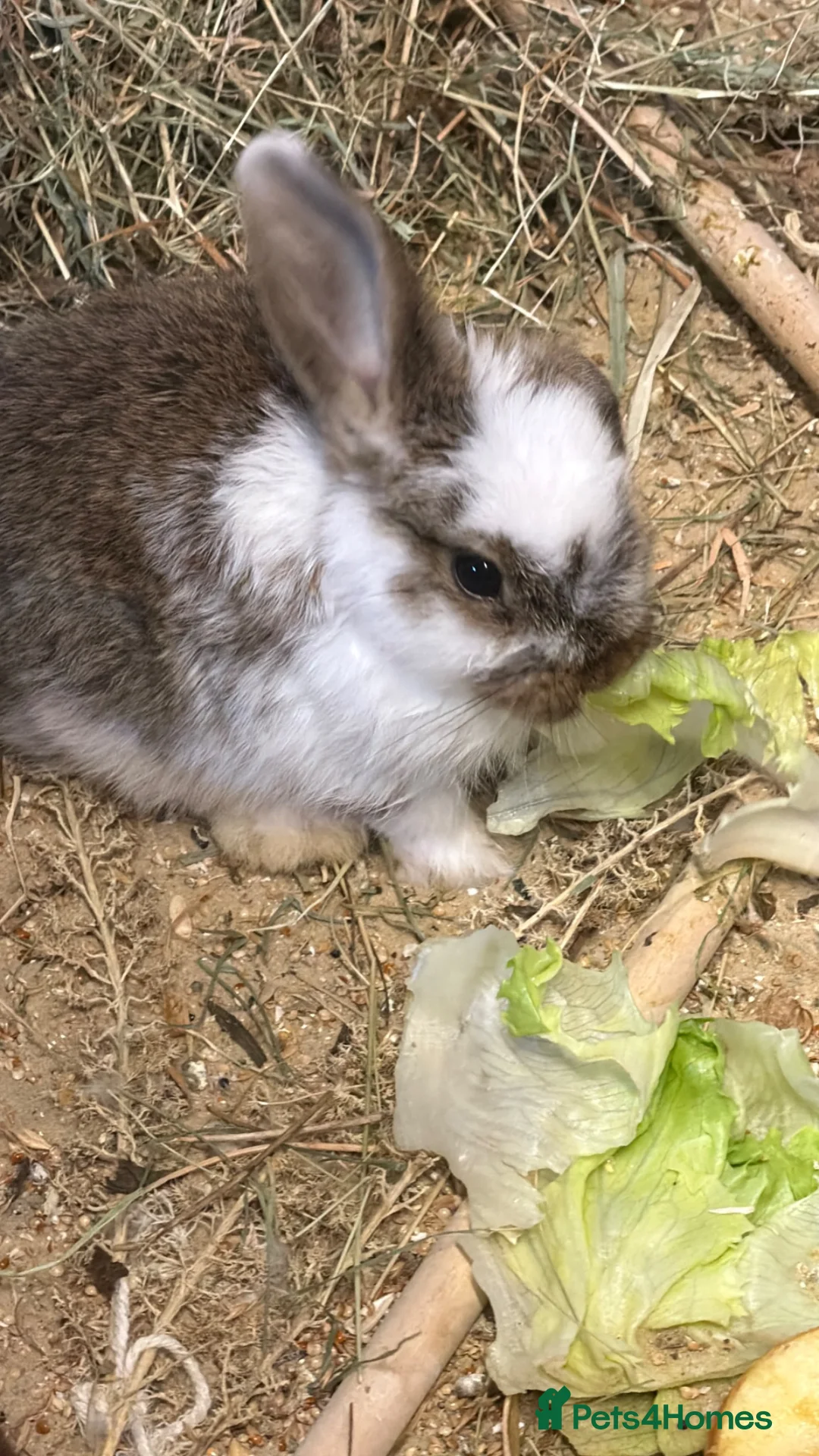 Mini Lop rabbits for sale: Lop rabbits - Advert 1