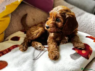 Cockapoo dogs for sale: RESERVED: Beautiful Red mini cockapoo girl - Advert 1