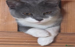 British Shorthair cats for sale: British short hair Russian blue  - Image 3
