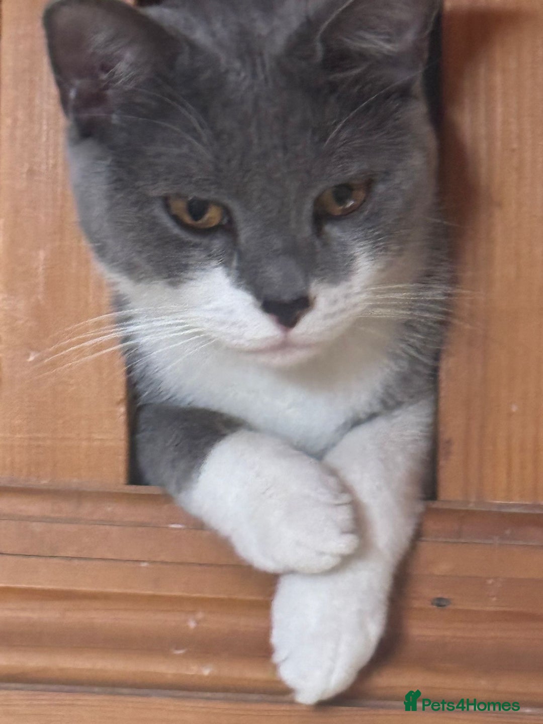 British Shorthair cats for sale: British short hair Russian blue  - Image 3