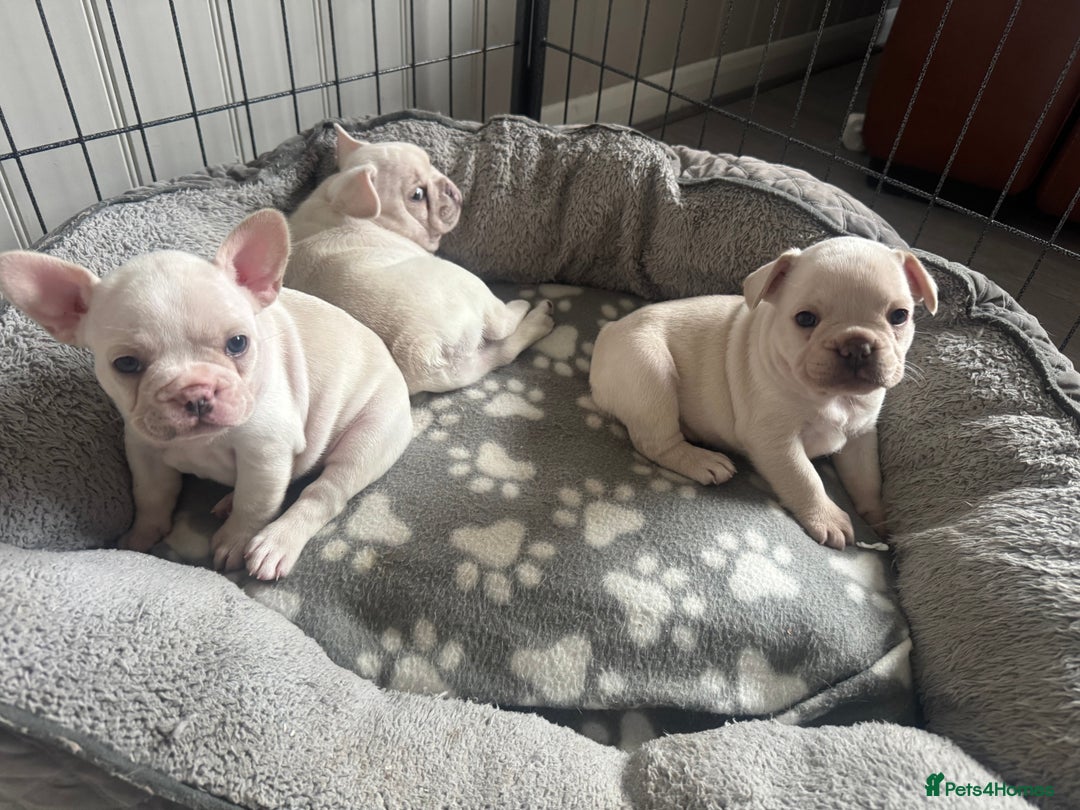 French Bulldog dogs for sale: last girl ready to leave now 🐾⚡️ - Advert 11