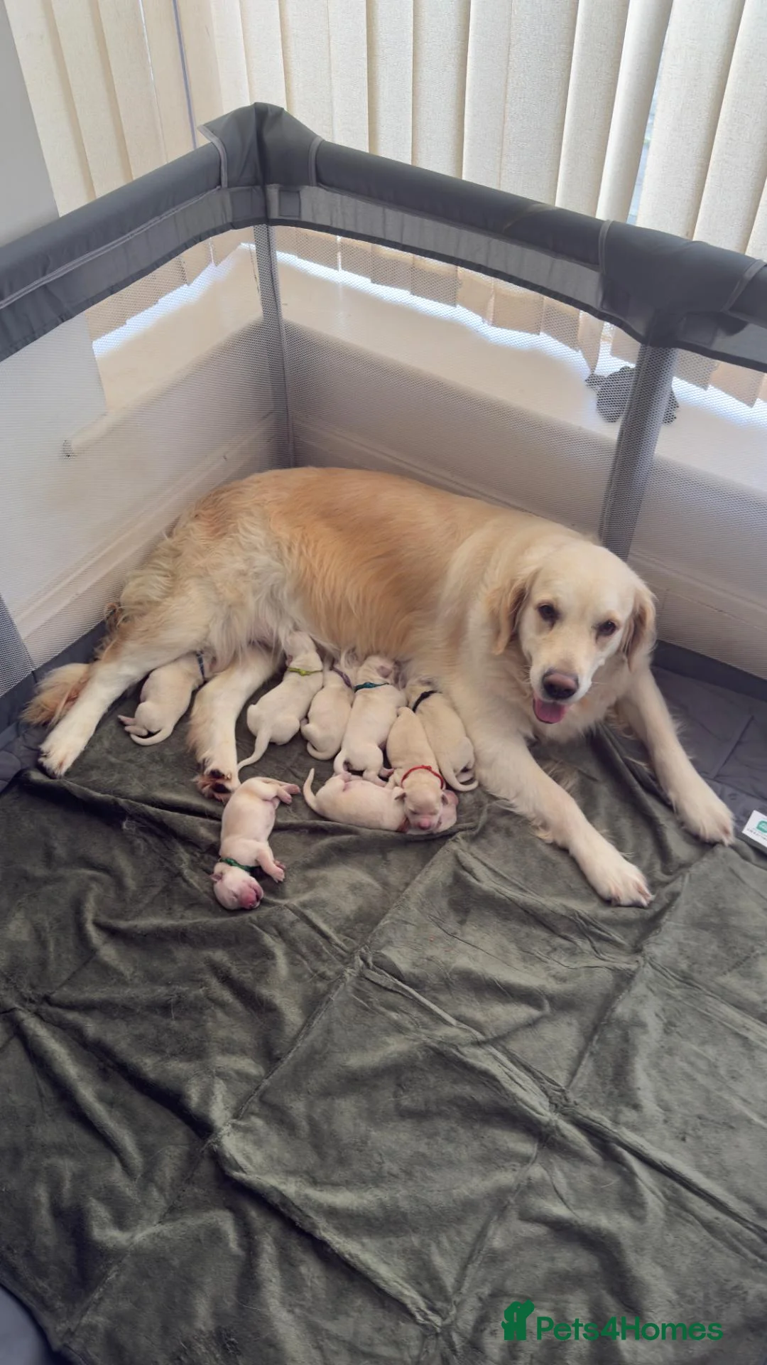 Golden Retriever dogs for sale: Gorgeous Golden Retriever Pups  - Advert 2