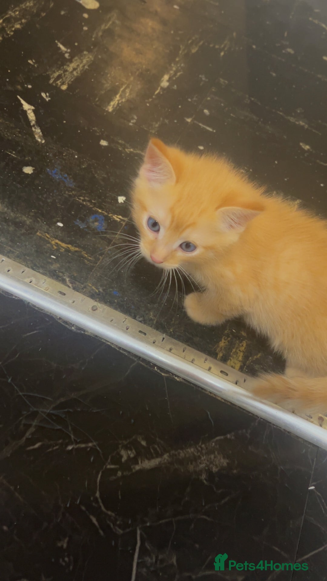 Mixed Breed cats for sale: 2 kittens 2 adults  - Image 2