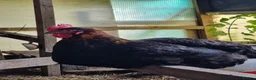 Chickens poultry for sale: Silkies, aracuna, crested rocks, and more - Advert 3