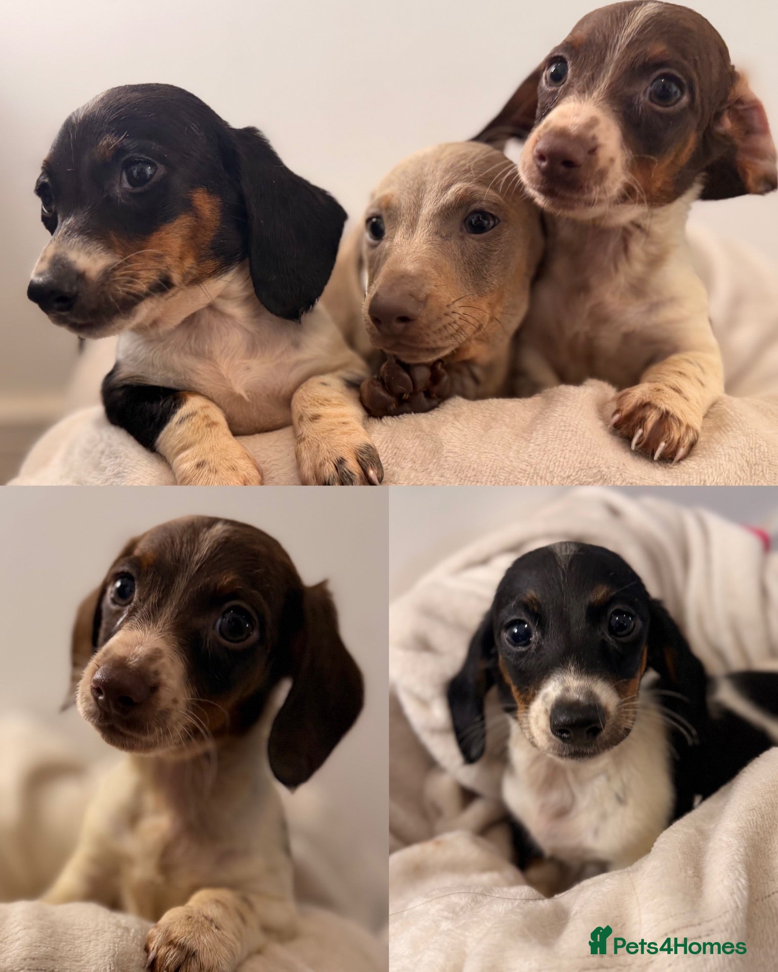 Dachshund dogs Dachshund 2boys 1girl ready to leave - Advert 1