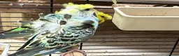 Budgerigars birds for sale: Helicopter Budgies for sale  - Advert 2
