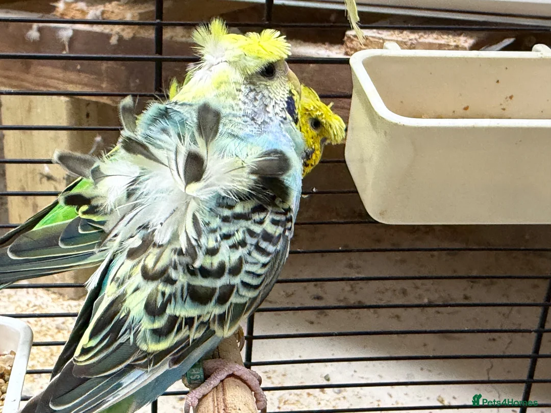 Budgerigars birds for sale: Helicopter Budgies for sale  - Advert 2