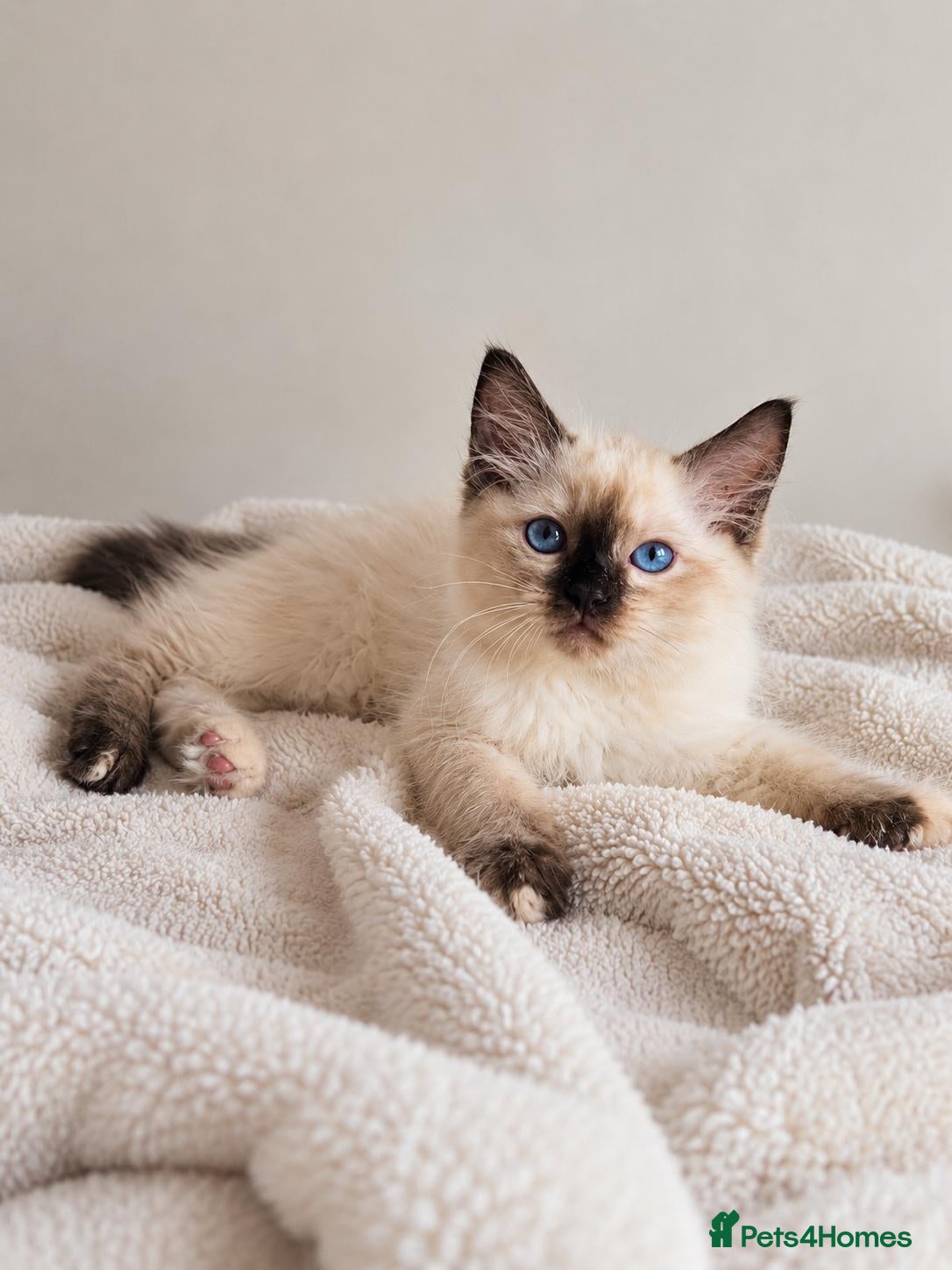 Ragdoll cats GCCF Ragdoll Kittens - Fully Vacc & Health Checked - Advert 1