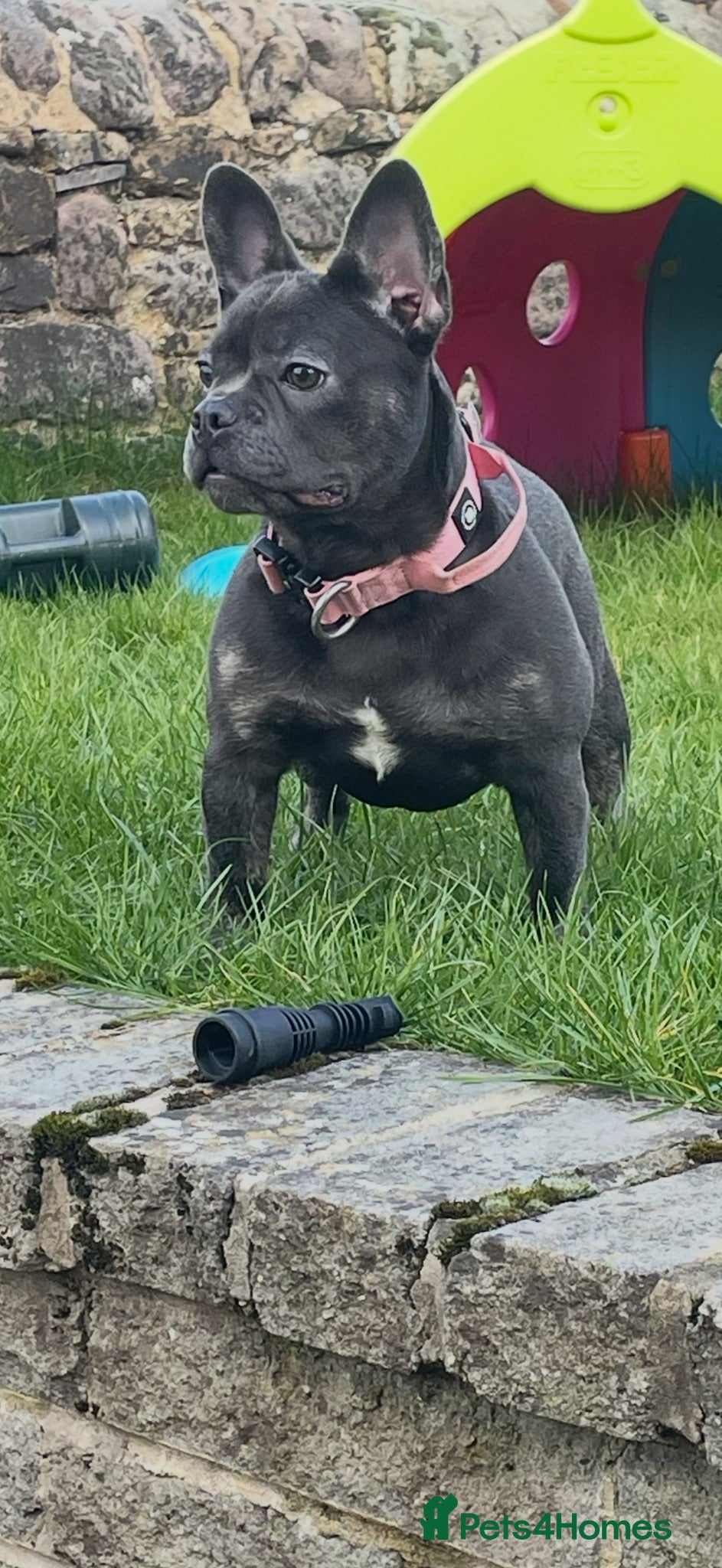 French Bulldog dogs for sale: 🐾 Outstanding litter of 6 🐾 - Advert 1