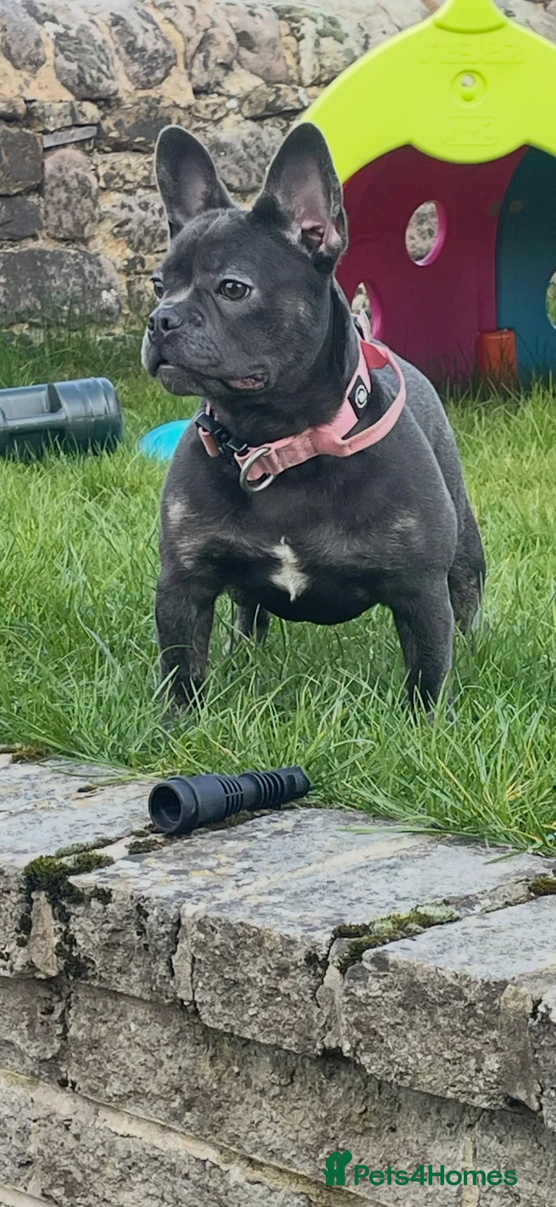 French Bulldog dogs for sale: 🐾 Outstanding litter of 6 🐾 - Advert 1