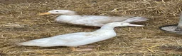 Mixed Breed poultry for sale: Chickens x 5 & 2 ducks in Sandy - Advert 6