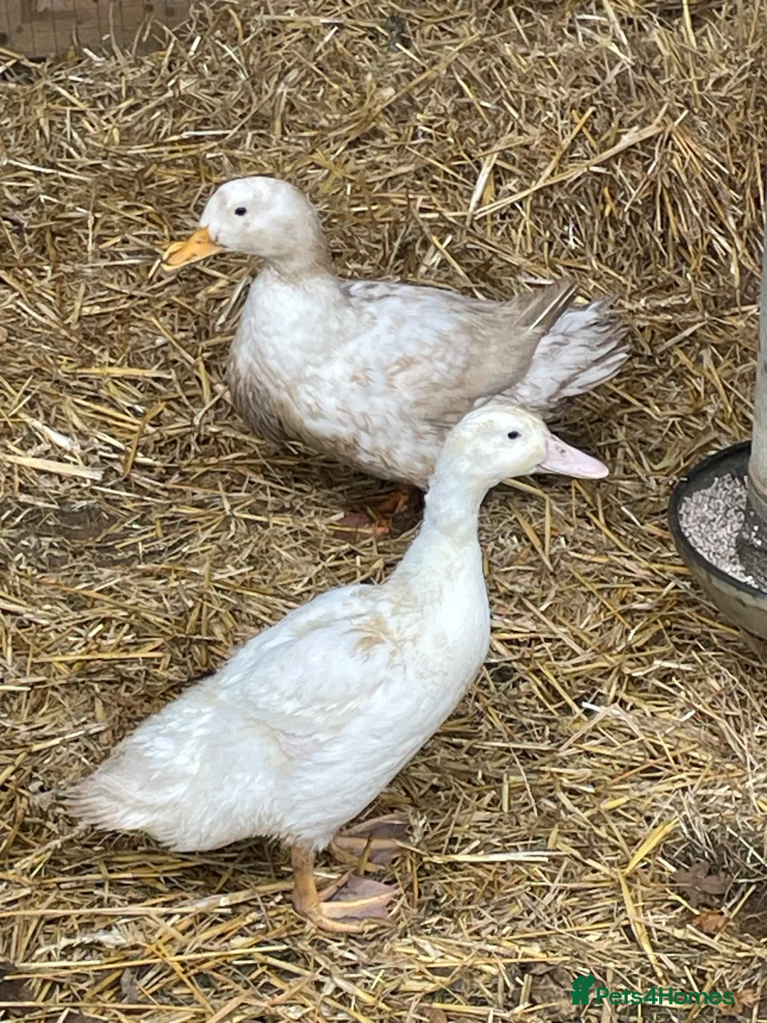 Mixed Breed poultry for sale: Chickens x 5 & 2 ducks in Sandy - Advert 6