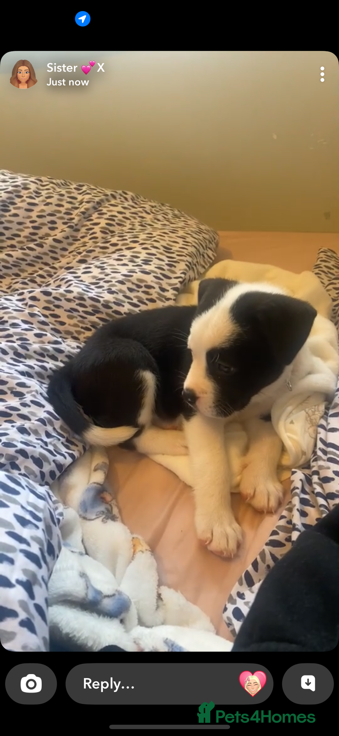Mixed Breed dogs for sale: Puppy Akita cross American bulldog - Image 4