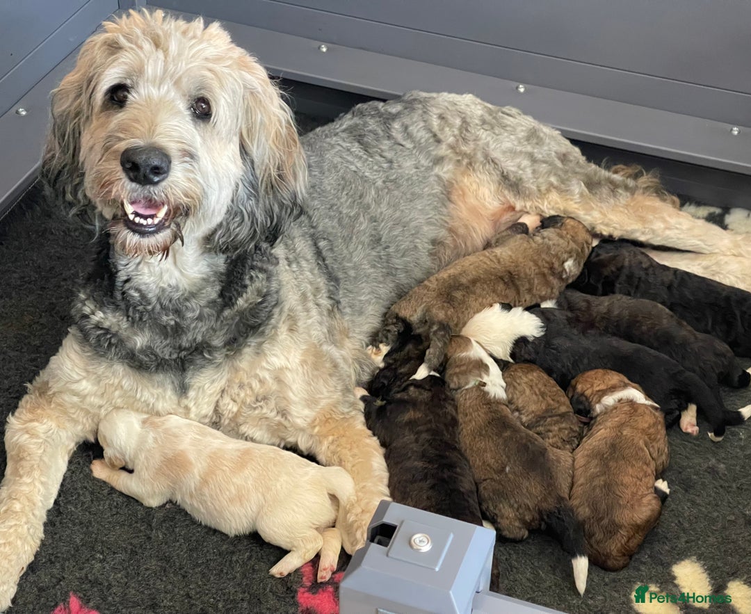 Sheepadoodle dogs for sale: Sheepaberdoodledoos  5 ⭐️ Licensed Home Breeder - Image 2