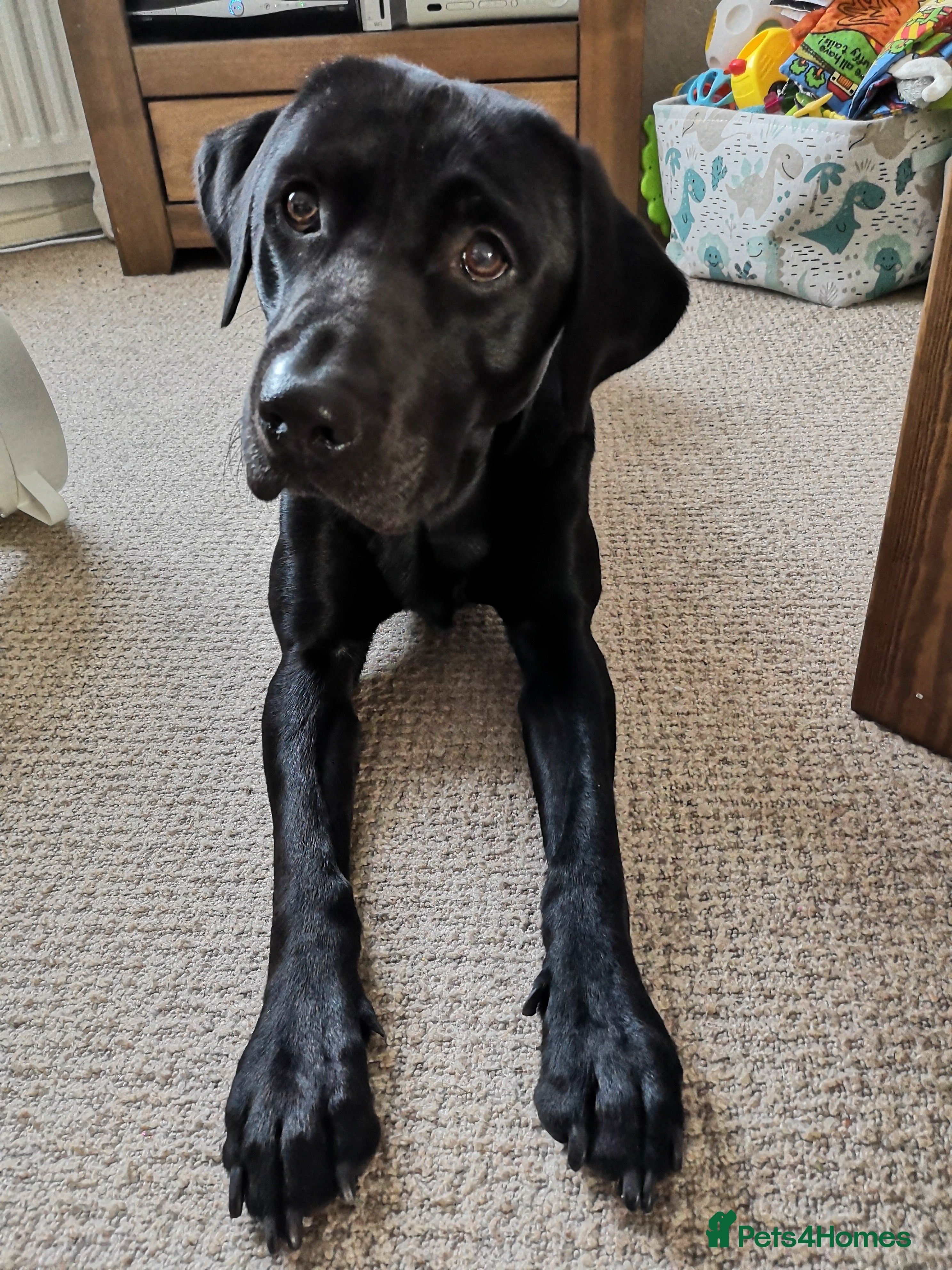 Labrador Retriever dogs Stunning black labrador to stud in Morecambe - Advert 1