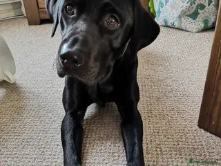 Labrador Retriever dogs Stunning black labrador to stud in Morecambe - Advert 23