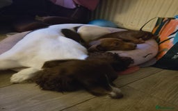 Mixed Breed dogs for sale: ESS X DACHSHUND LAST ONE NOW AVAILABLE  in Mexborough - Image 12