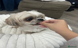 Shih Tzu dogs for sale: Shih tzu - Image 7