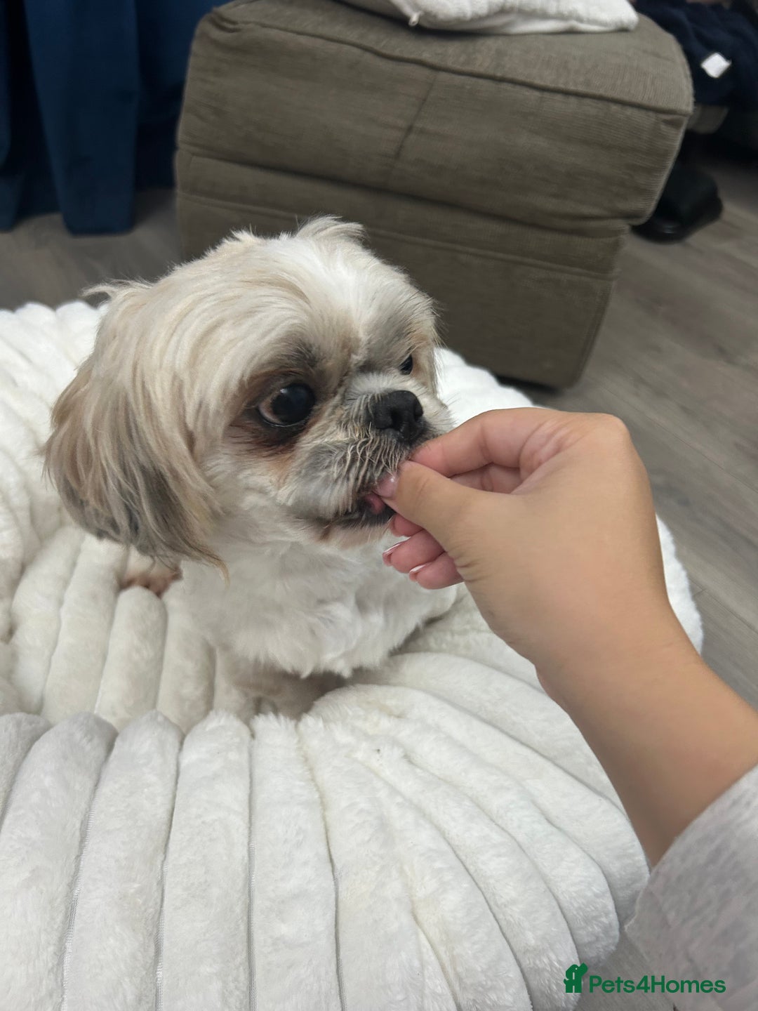 Shih Tzu dogs for sale: Shih tzu - Image 7