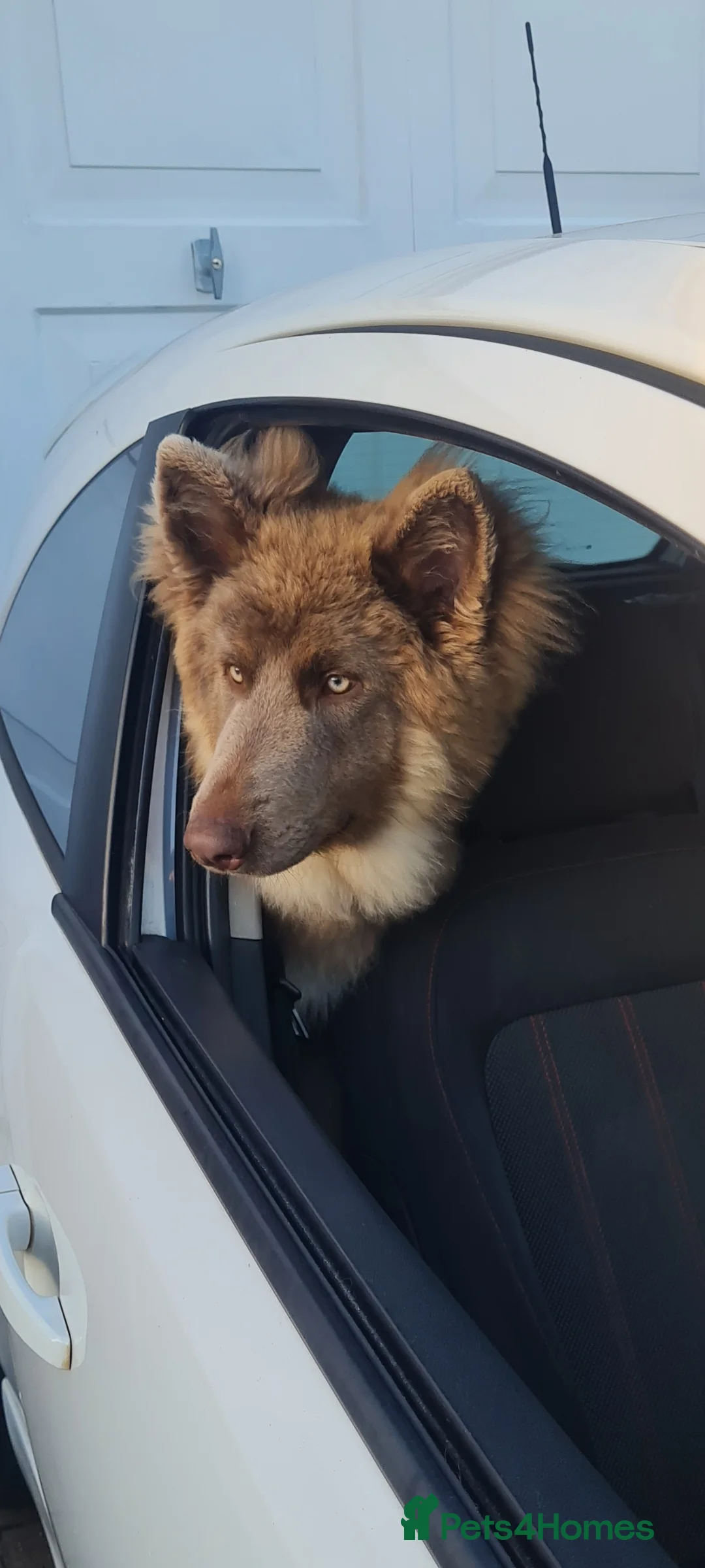 German Shepherd dogs for sale: Meet Sixty. Our Beautiful Isabella German Shepherd - Advert 10