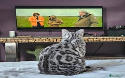Bengal cats for sale: Sensational Silver Bengal boy requires new family  - Image 5