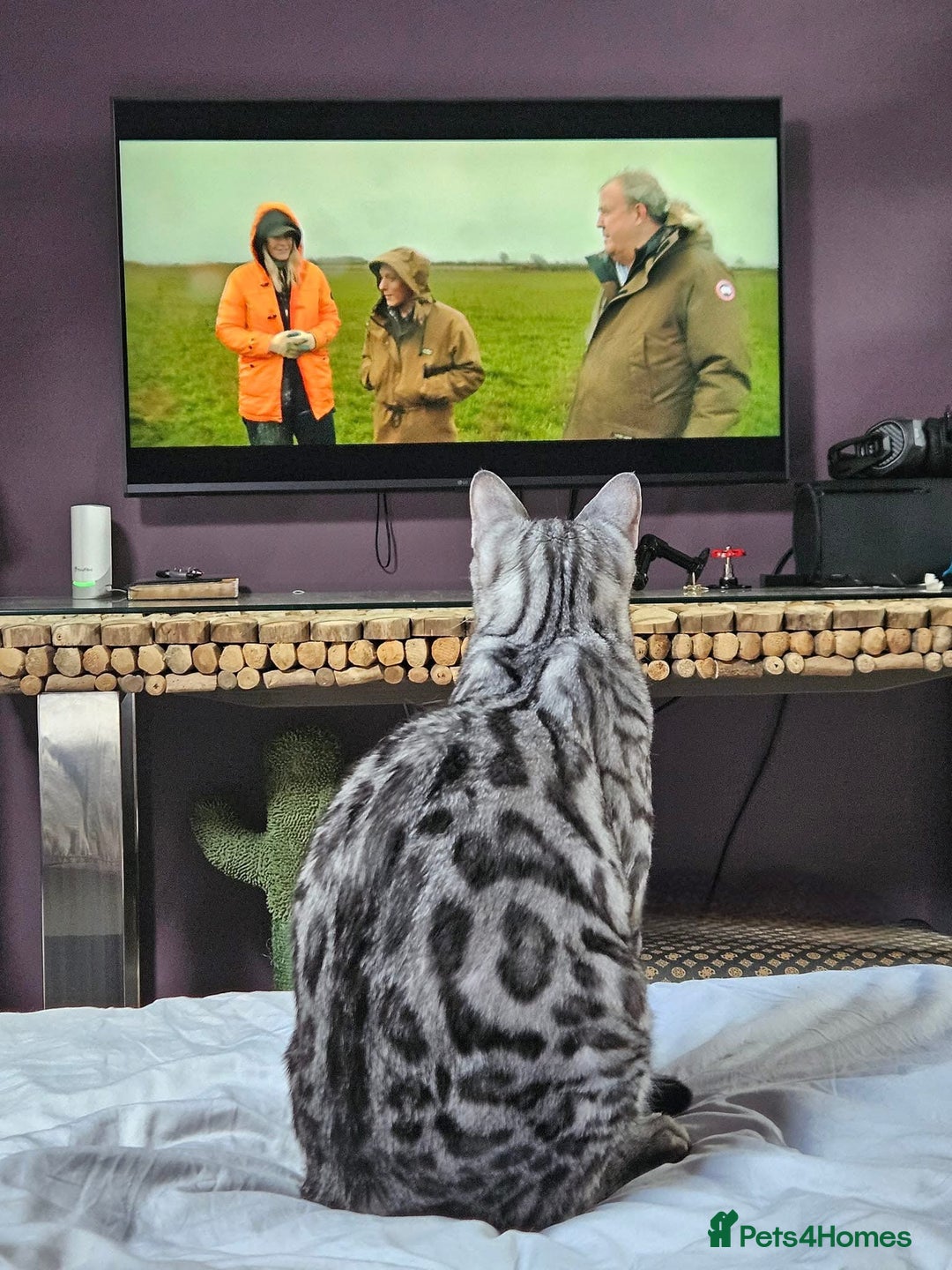 Bengal cats for sale: Sensational Silver Bengal boy requires new family  - Image 5