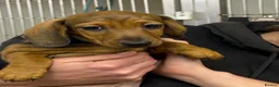 Dachshund dogs for sale: Beautiful miniature dachshund puppies - Advert 5