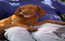 Hungarian Vizsla dogs for sale: 🐾Can You be my Human?🐾  Senator 👀For HisHome  - Image 3