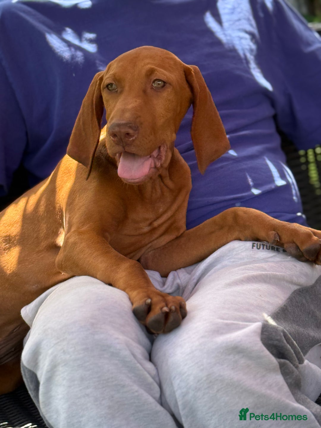Hungarian Vizsla dogs for sale: 🐾Can You be my Human?🐾  Senator 👀For HisHome  - Image 3