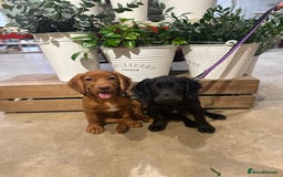 Cocker Spaniel dogs for sale: Upcoming Litter: KC Working Cocker Puppies - Image 11