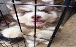 Pomsky dogs for sale: Champion bloodline f4 pomskys - Image 23