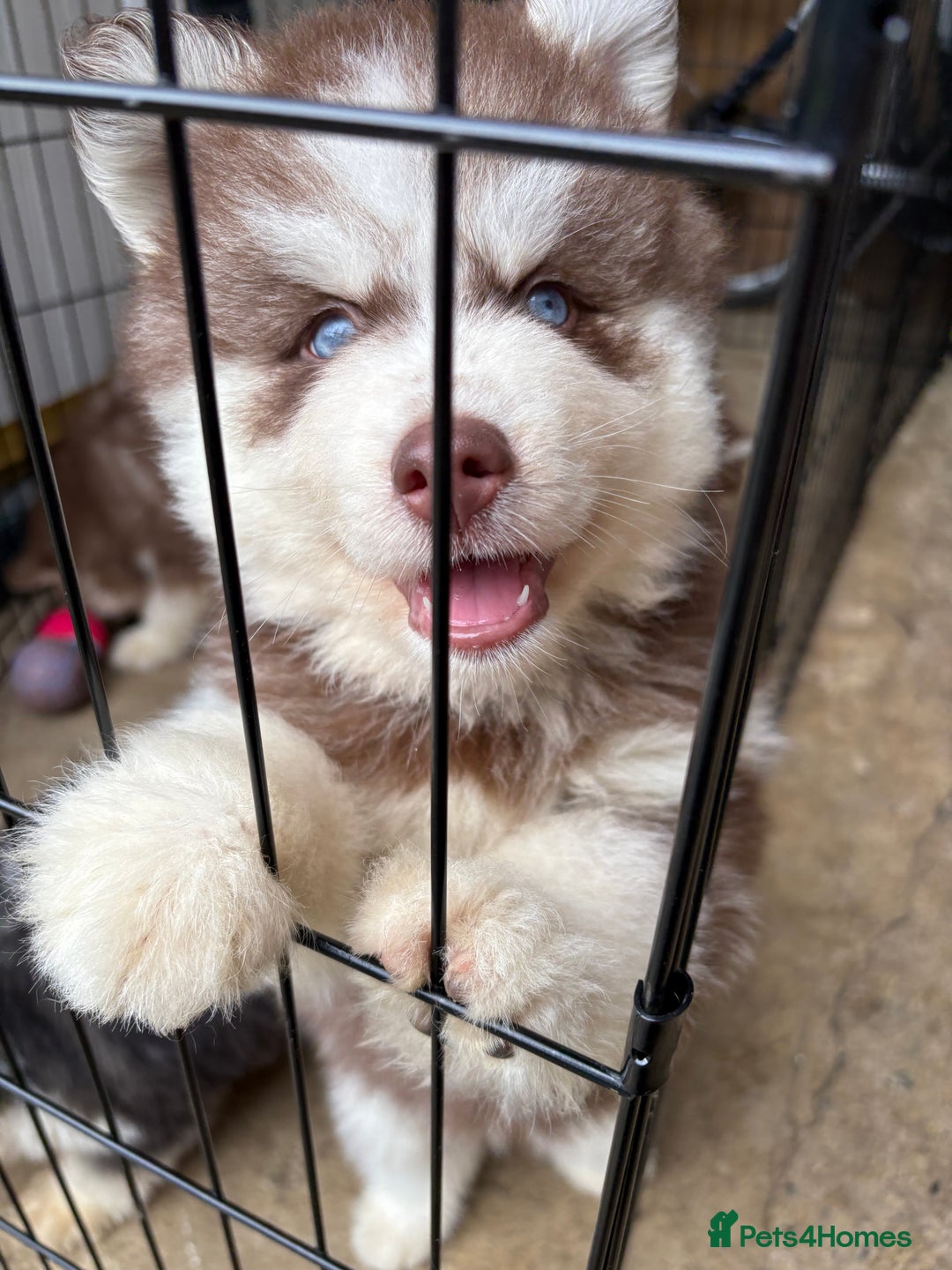 Pomsky dogs for sale: Champion bloodline f4 pomskys - Image 23