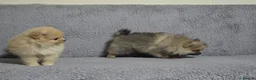 Pomeranian dogs for sale: Beautiful Pomeranian Girl Bambi - Advert 8