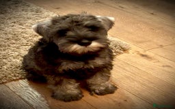 Miniature Schnauzer dogs for sale: Fully Vaccinated Beautiful Pepper & Salt babies - Image 3