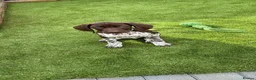 German Shorthaired Pointer dogs for sale: KC Registered German Shorthaired Pointer Puppies - Advert 22