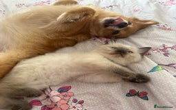 Ragdoll cats for sale: 🩵 Beautiful Ragdoll Kittens Ready at 12 Weeks! 🩵 - Image 9