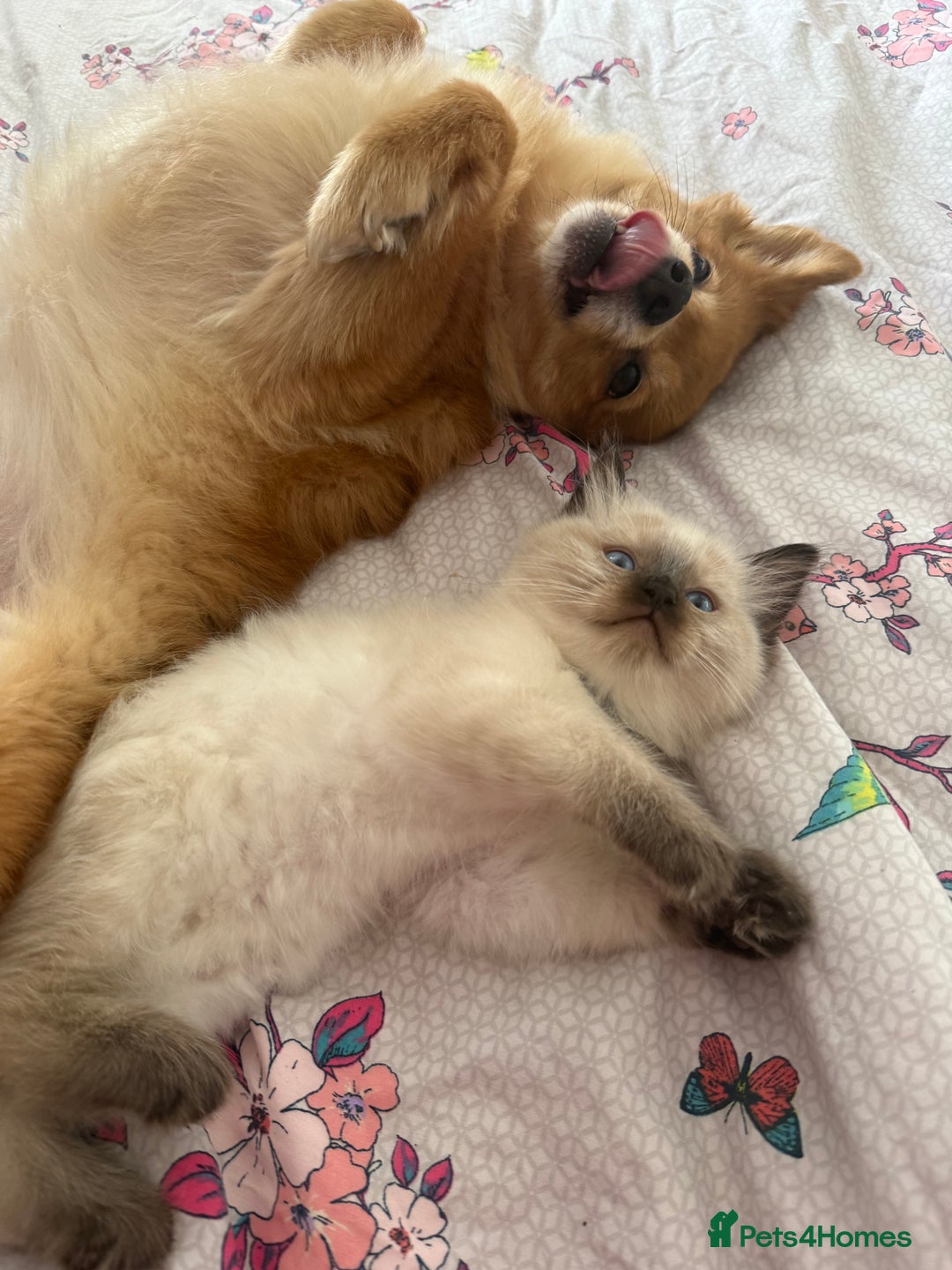 Ragdoll cats for sale: 🩵 Beautiful Ragdoll Kittens Ready at 12 Weeks! 🩵 - Image 9