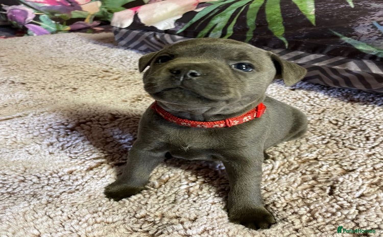 Staffordshire Bull Terrier dogs - Advert 2