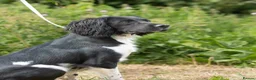 English Springer Spaniel dogs for sale: Beautiful Springer Spaniel Puppies for sale in Honiton - Advert 25