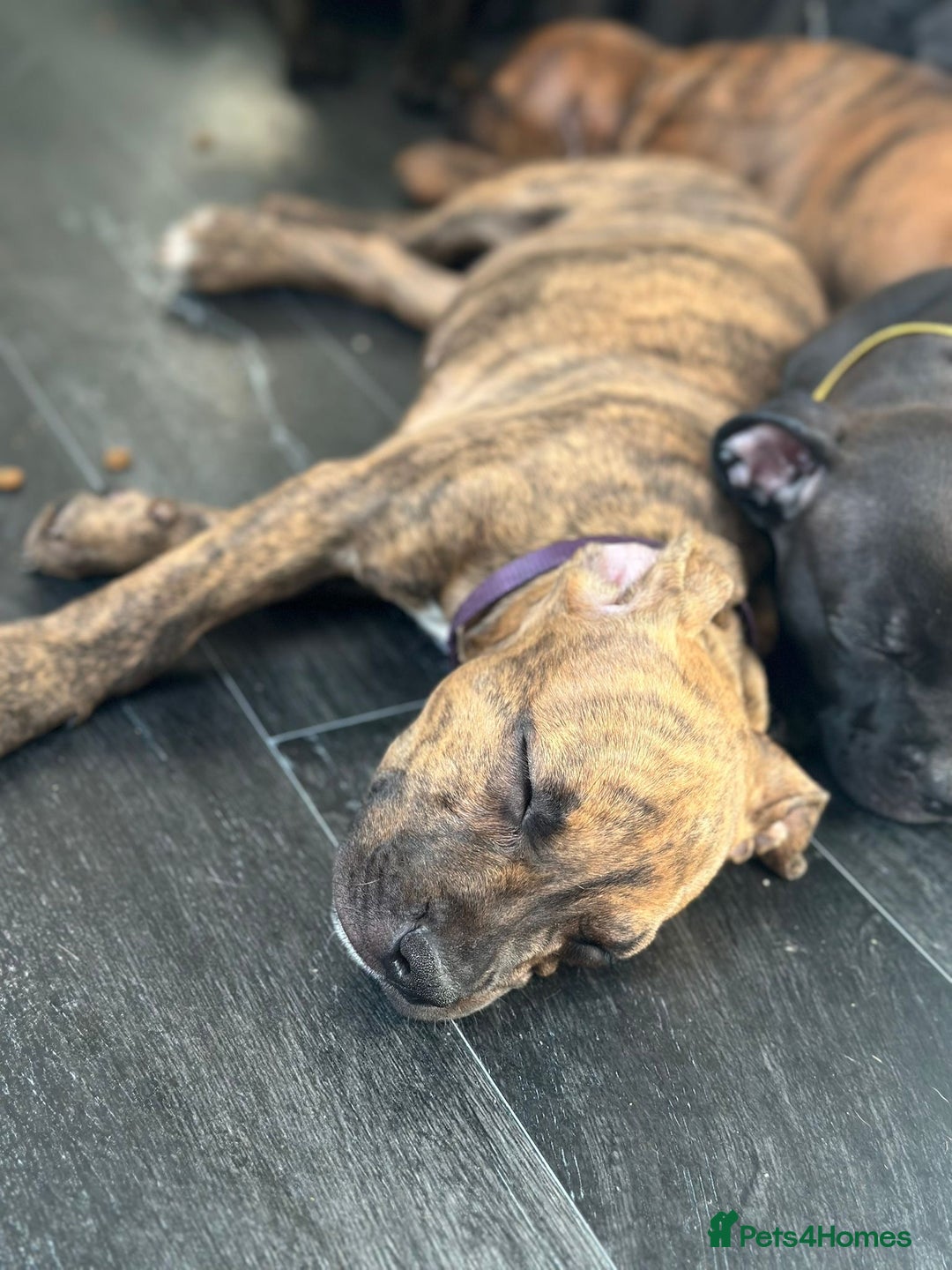American Bulldog dogs for sale: Stunning Standard American Bulldog Puppies - Image 20
