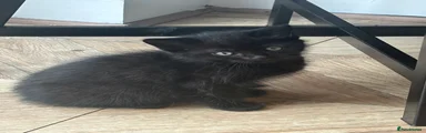 Boy kitten 
